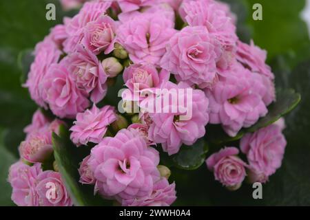 Echte frische Blumen, Kalanchoe-Setzlinge, die in einem grauen Plastiktopf wachsen. Viele kleine rosa Blüten mit groben, großen grünen Blättern. Stockfoto