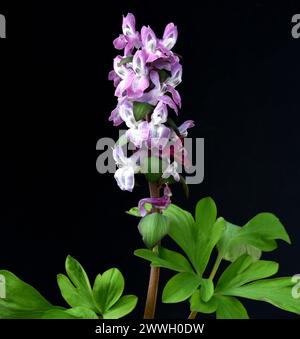 Laerchensporn, Corydalis Cava ist eine Zwiebelpflanze die schon im zeitigen Frühjahr blueht. Larkspur, Corydalis Cava ist eine Zwiebelpflanze, die blüht Stockfoto