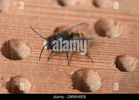 Die Gehoernte Mauerbiene, Osmia cornuta, ist mit ihrem leuchtend roten Hinterleib kaum zu uebersehen und erinnert aufgrund Ihrer Groesse und Ihrer dic Stockfoto