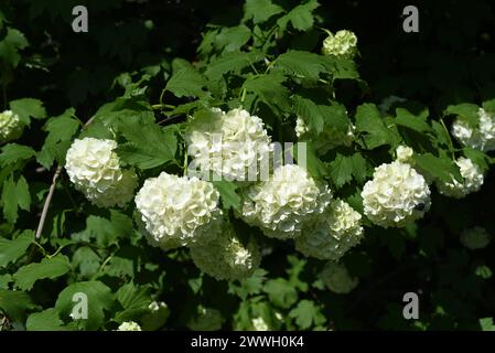 Schneeball, Viburnum carlcephalum ist ein huebscher einheimischer Busch mit weissen Blueten. Schneeball, Viburnum carlcephalum ist ein hübscher einheimischer Busch Stockfoto