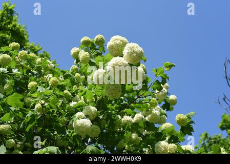 Schneeball, Viburnum carlcephalum ist ein huebscher einheimischer Busch mit weissen Blueten. Schneeball, Viburnum carlcephalum ist ein hübscher einheimischer Busch Stockfoto