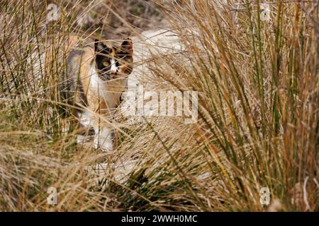 Calico-Katze lauert im Schilf im Alcoi pre, Spanien Stockfoto