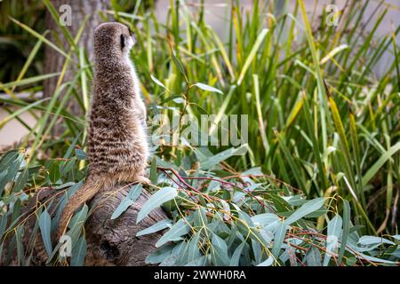 Ein wachsamer Erdmännchen steht auf einem Baumstamm und durchsucht seine Umgebung. Stockfoto