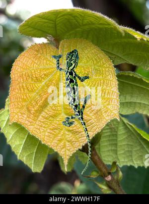 Nahaufnahme von Chamäleon auf Blatt Stockfoto