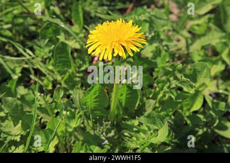 Einzelner, großer, blühender Löwenzahn in grünem Gras. Blühende gelbe Blume in dickem Gras auf einer Wiese. Schöne gelbe Frühlingsblume. Taraxacum Stockfoto