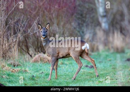 Rotwild auf einem Feld in der Nähe von Wäldern im County Durham, England, Großbritannien. Stockfoto
