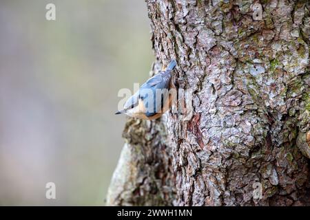 Ein gemeiner Nuthatch, der auf einen Baumstamm klettert. County Durham, England, Großbritannien. Stockfoto