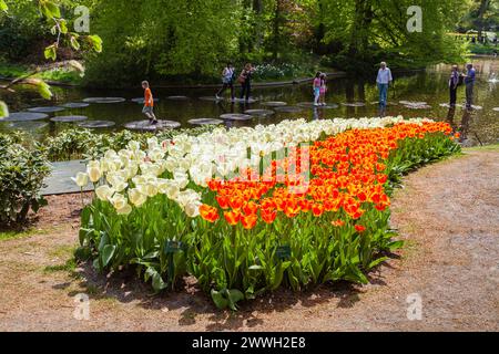 Im Frühjahr blühen in den Gärten von Keukenhof, Lisse, Holland, Reihen von orangefarbenen „Oxford's Elite“ und cremefarbenen „Ivory Floradale“ Darwin Hybrid Tulpenblüten Stockfoto