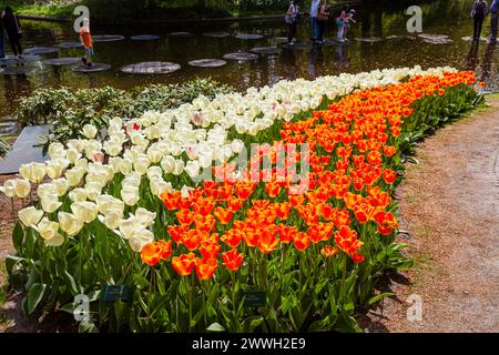 Im Frühjahr blühen in den Gärten von Keukenhof, Lisse, Holland, Reihen von orangefarbenen „Oxford's Elite“ und cremefarbenen „Ivory Floradale“ Darwin Hybrid Tulpenblüten Stockfoto