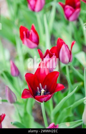 Nahaufnahme der burgunderfarbenen Tulpe mit Lilienblüten „Merlot“ mit spitzen Blütenblättern, die im Frühjahr in den Gärten des Keukenhof in Lisse, Holland, blühen Stockfoto