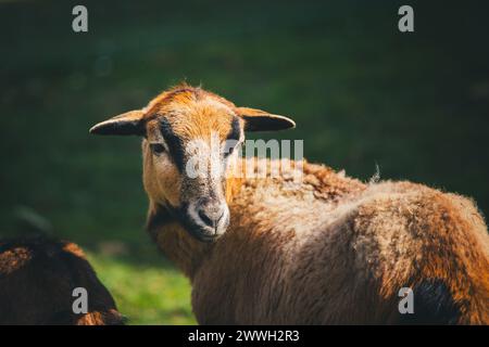 Kamerun-Schafe Stockfoto