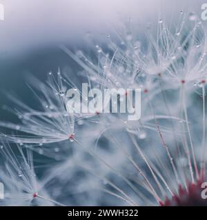 Tropfen auf den Löwenzahnblüten im Frühling, blauer Hintergrund Stockfoto