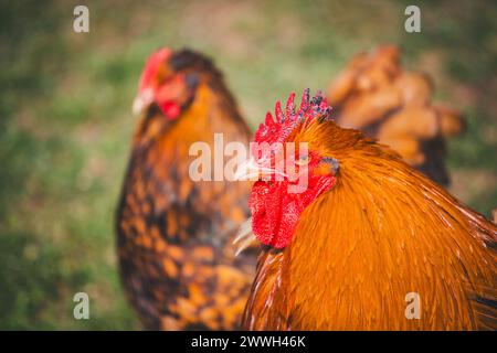 Orpington-Hühner Stockfoto