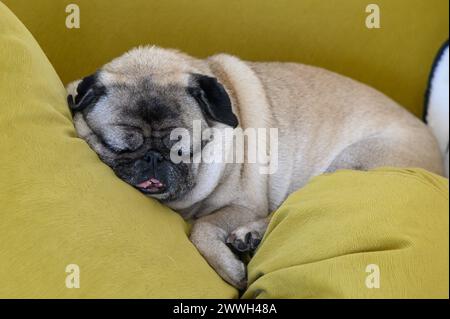 Der alte Mops schläft in der Sonne. Stockfoto