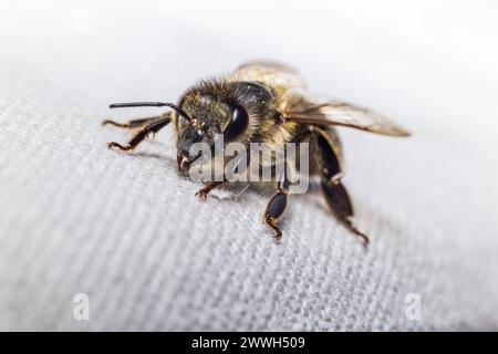 Eine Makroaufnahme einer Honigbiene, die ruht Stockfoto