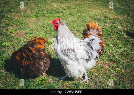 Orpington-Hühner Stockfoto