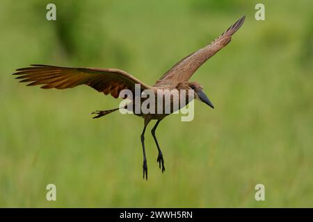 Hamerkop - Scopus Regenschirm mittelgroßer brauner Watvogel. Es ist die einzige lebende Art in der Gattung Scopus und der Familie Scopidae. Brauner Vogel in f Stockfoto