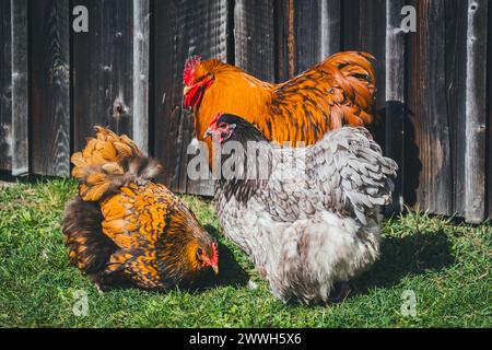 Orpington-Hühner Stockfoto