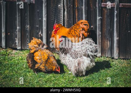 Orpington-Hühner Stockfoto