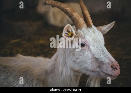 Saanen-Ziege Stockfoto