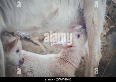 Zwei Saanen Ziegenkinder Stockfoto