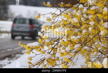 24. März 2024, Bayern, Stötten: Ein Auto fährt hinter verschneiten Forsythenblüten vorbei. Foto: Karl-Josef Hildenbrand/dpa Stockfoto