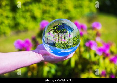 Nahaufnahme einer Hand mit Kristallkugel, die ein umgekehrtes Bild des blühenden Rhododendronbusches auf grünem Rasen im Garten reflektiert. Stockfoto