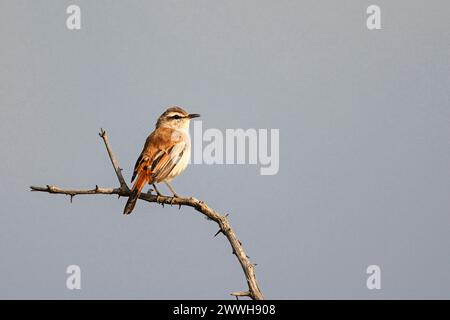 Kalahari Scrub robin (Cercotrichas paena), Madikwe Game Reserve, North West Province, Südafrika, RSA Stockfoto