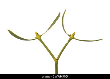 Weibliche Blüten der Kiefernmistel (Viscum laxum), ein Hemiparasit, Wallis, Schweiz Stockfoto