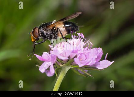 Pellucidfliege (Volucella pellucens), Wallis, Schweiz Stockfoto
