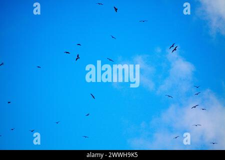 Heringsmöwen ( Larus argentatus) über Chard Somerset England uk Stockfoto