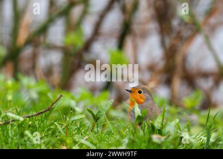 Ein rotkehlchen (Erithacus rubecula) auf grünem Gras vor verschwommenem Hintergrund, Hessen, Deutschland Stockfoto