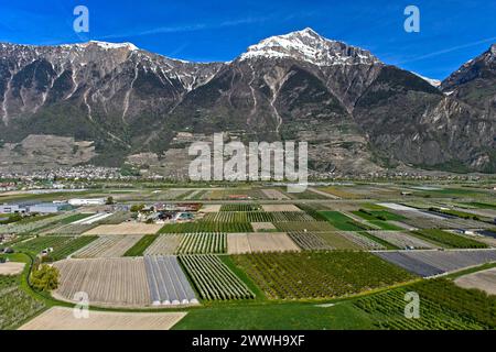 Felder und Plantagen für den Anbau von Obst und Gemüse unter dem schneebedeckten Gipfel des Grand Chavalard im Rhonetal, Charrat Stockfoto