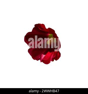 Das Bild zeigt eine leuchtend rote Blume mit unterschiedlichen Blütenblättern. Stockfoto