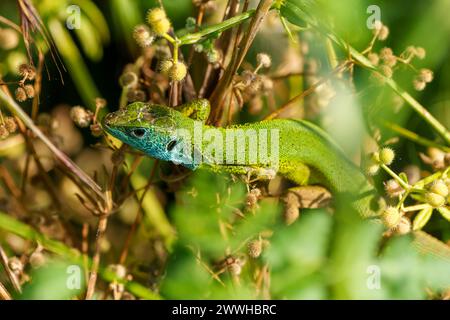 Männchen der grünen Eidechse - Lacerta viridis. Stockfoto