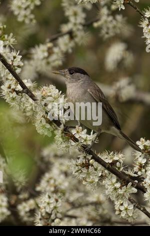 Ein männlicher Schwarzmütze auf einem Baumzweig mit weißen Blüten Stockfoto