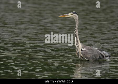 Ein grauer Reiher schwimmt mit offenem Schnabel und einem anderen auf dem Rücken Stockfoto