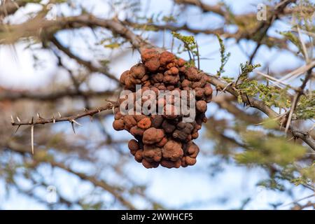 Acasia-Baum infiziert mit Rostpilz (Uromycladium sp., evtl. U. tepperianum?) Foto aus Maasai Mara, Kenia (2018). Stockfoto