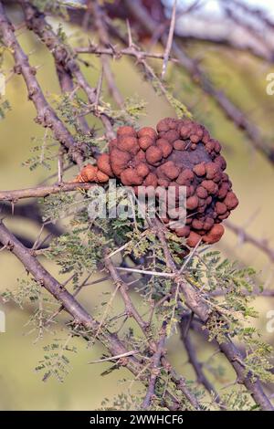 Acasia-Baum infiziert mit Rostpilz (Uromycladium sp., evtl. U. tepperianum?) Foto aus Maasai Mara, Kenia (2018). Stockfoto