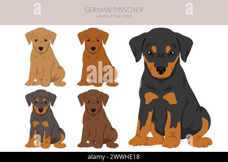 Deutscher Pinscher-Welpen-Clipart. Verschiedene Posen, Fellfarben gesetzt. Vektorabbildung Stock Vektor