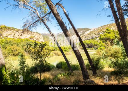 Geneigte Laubstämme in El Caminito del Rey in der El Chorro-Schlucht in Andalusien, Südspanien. Berglandschaft und Wiesen. Stockfoto
