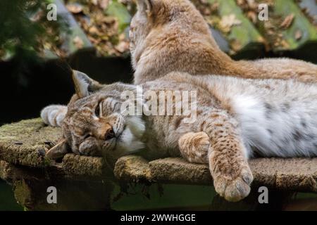 Wunderschöner eurasischer Luchs, der im Käfig des Zoos schläft Stockfoto