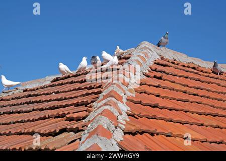 Zaubertauben auf dem Dach eines kleinen Hauses Stockfoto