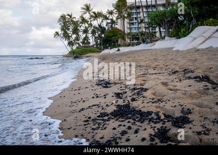 Kukui-Nüsse von Bäumen in der Nähe sammeln sich in Gruppen am goldenen Sand des Ka'anapali Beach auf der Insel Maui, Hawaii. Stockfoto