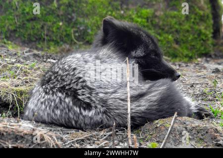 Silberfuchs schlafen in der Natur Stockfoto