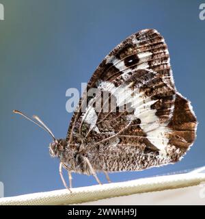 Ein hübscher Schmetterling sitzt am Rand eines weißen Sonnenschirms Stockfoto