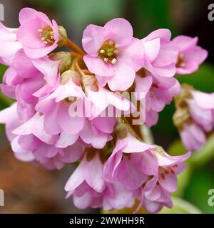 Die Blüten der Saxfrage im Garten sind die erste Pflanzendekoration im Frühjahr Stockfoto