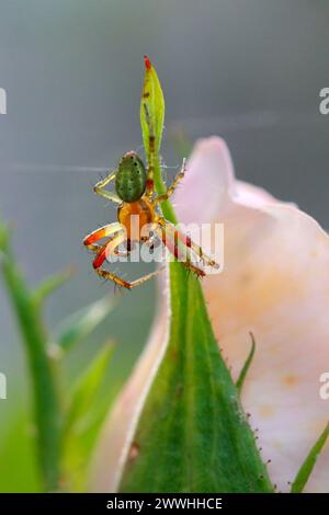 Eine Kürbisspinne sitzt auf der Spitze eines Rosenblattes Stockfoto