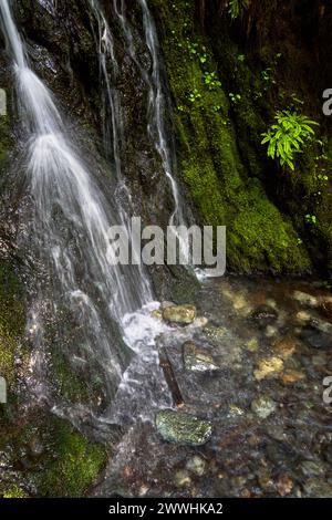 Ein kleiner Wasserfall zwischen üppig grünen Farnen, Moos und Laub fällt in ein kleines Bachbett in einem Park Stockfoto