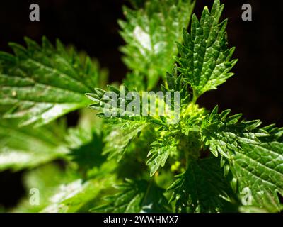 Sonnendurchflutete grüne Blätter mit detaillierter Textur und komplexen Venenmustern sichtbar. Stockfoto